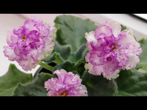 Видео: Загадки домашних фиалок