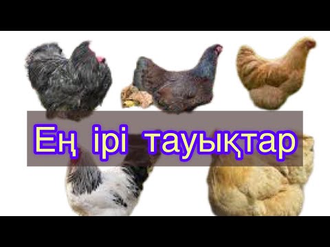 Видео: Алып тауық Джерсийский гигант jersey giant chicken #тауық #құсшаруашылық #тауықбағу #chicken