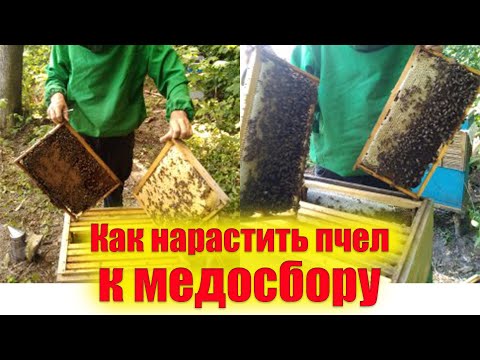 Видео: Почему двохматочное содержание пчел лучше. Вспомогательные семьи это все для наращивания пчел