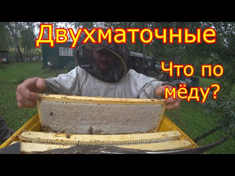 Видео: ДВУХМАТОЧНЫЕ! ЧТО по МЁДУ! Снимаем магазины