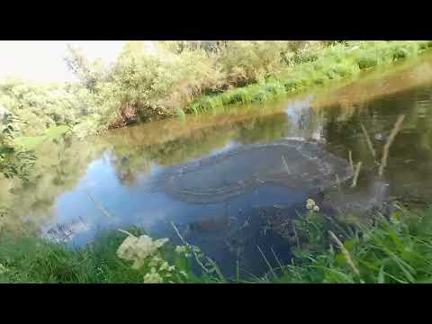 Видео: Кастинговая сеть 25-ка, попытка найти рыбу.