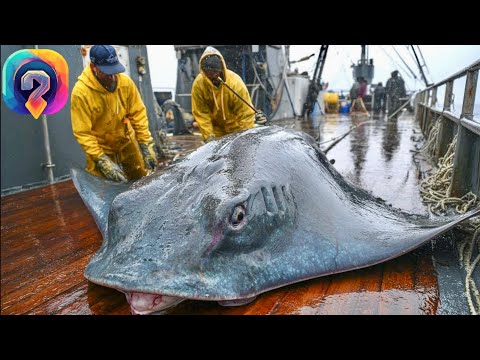Видео: Как МИЛЛИОНЫ  скатов и рыбу- луну ловят в глубинах океана. Уникальные кадры с ловли и обработки.