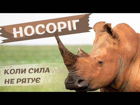 Видео: Носороги: історія сили, вразливості й боротьби за виживання