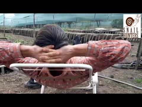 Видео: Равликова ферма. Бізнес для лінивих. Легкий-слизький бізнес.