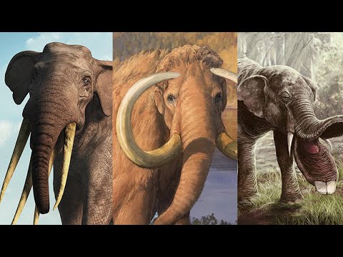 Видео: Эволюция слона