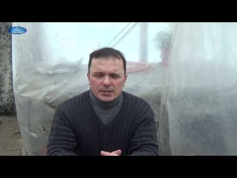 Видео: ВСХОДЫ ПЕТУНИИ ОТ ДВУХ РАЗНЫХ СПОСОБОВ ПОСЕВА. СРАВНЕНИЕ ПО СРОКАМ.