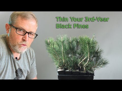 Видео: Bonsaify | Использование роста трёхлетних японских чёрных сосен для создания бонсай из шохин: осе...