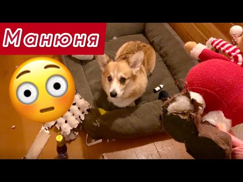 Видео: КОШМАР💩 что он сделал 🙉еще и в камин залез !))) Корги СЭДДИ