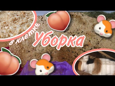 Видео: Уборка в клетке морских свинок|СВИНКИ с МОРЯ