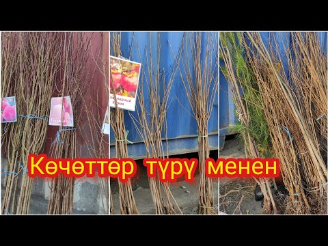 Видео: Көчөттөр чыкты ЖАЗ келди ~ КОКОН ГИЛАС бар экен