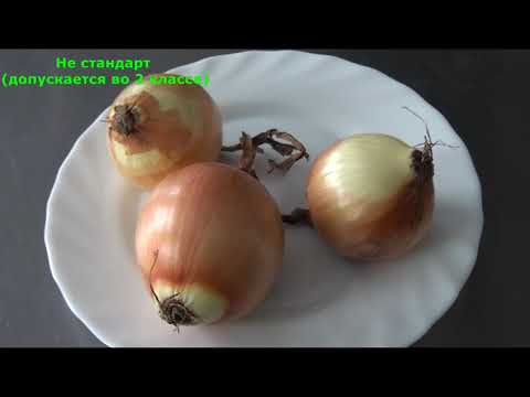 Видео: Экспертиза качества лука
