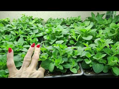 Видео: Простые правила ухода за петунией которые РАБОТАЮТ!