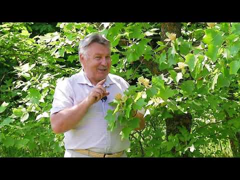 Видео: Ставропольский ботанический сад. Лириодендрон (Тюльпанное дерево).