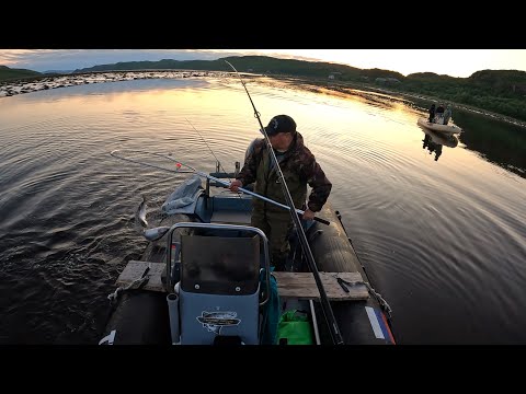 Видео: ПОПАЛИ НА КЛЁВ ГОРБУШИ / WE CAME TO THE PINK SALMON BITE