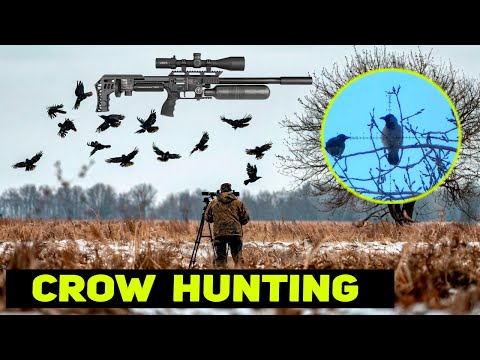 Видео: Отстрел воронья с FX Impact M4. Crow Hunting 2025. Кроухантинг. Jack Hunter.