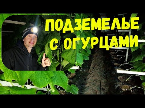 Видео: Ночное путешествие в подземелье с огурцами//Плодоношение огурцов зимой в феврале//Налив огурцов
