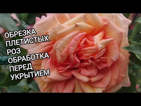 Видео: РОЗЫ. ОБРЕЗКА ПЛЕТИСТЫХ РОЗ. ОБРАБОТКА РОЗ ПЕРЕД УКРЫТИЕМ.