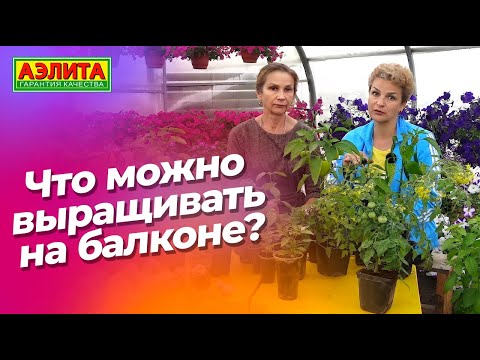 Видео: Выращивайте это на балконе! Новинки семян базилика.