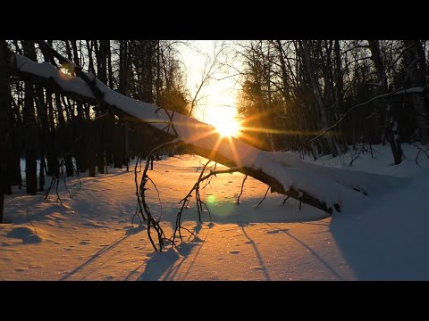 Видео: ОХОТА И КРАСОТА ТАЙГИ
