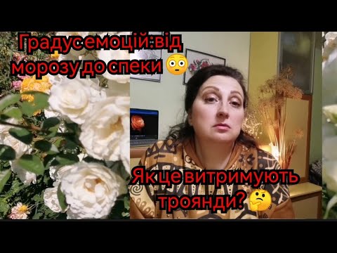 Видео: Весняний рятівник наших троянд - сульфат магнію 🌹Відновлення, антистрес, стимуляція розвитку.