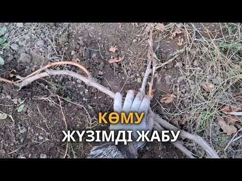 Видео: Жүзімді суықтан қорғау, Көму | жүзімді жабу