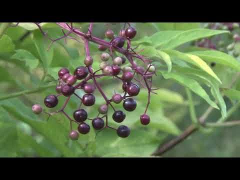 Видео: Бузина. Виды и сорта.