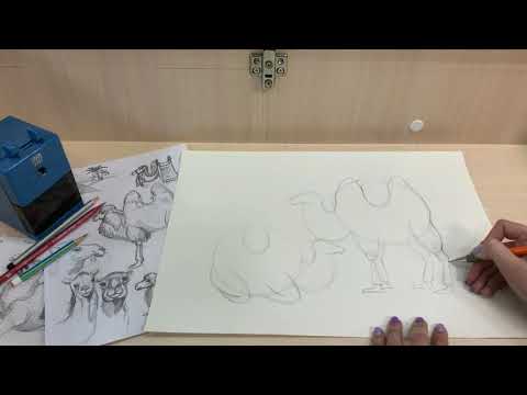 Видео: Верблюд. Малювання для школярів.