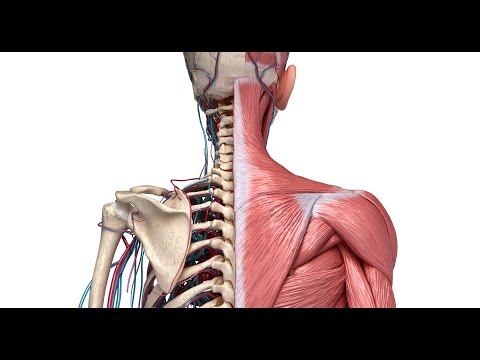 Видео: Основные причины проблем в области плеча и лопатки