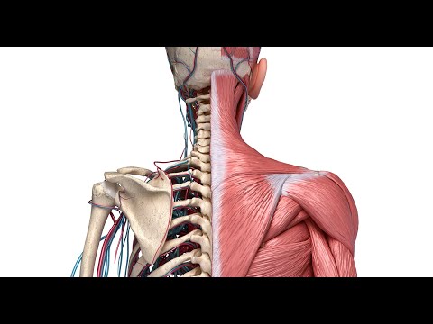 Видео: Основные причины проблем в области плеча и лопатки