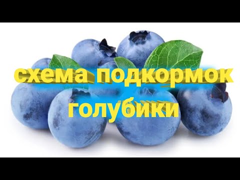 Видео: 🫐🫐Схема подкормок голубики.🫐🫐 Belklubnika.by
