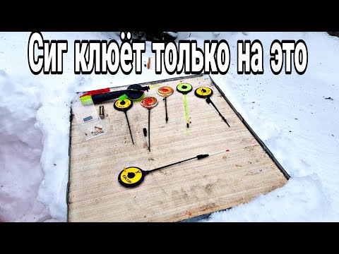 Видео: Снасть на сига. Секрет большого улова. сиг от 1 кг с первой поклёвки.