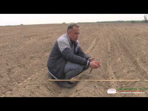 Видео: Глубина посадки картофеля