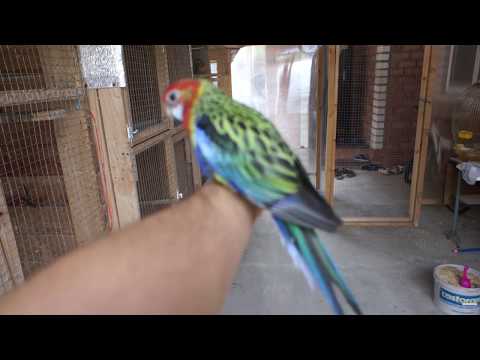 Видео: TimPtitZ: Розеллы. Видео о наших розеллах.