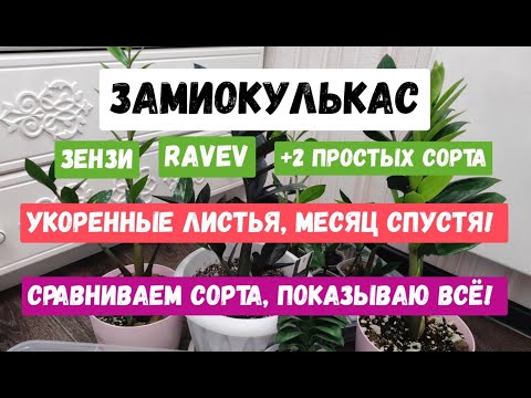 Видео: ЗАМИОКУЛЬКАС ЗЕНЗИ, ЗАМИОКУЛЬКАС RAVEN БОЛЬШОЙ ОБЗОР, Сравниваем сорта, Показываю все без секретов!