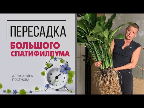 Видео: Пересадить большой спатифиллум не легко, но можно. Пересадка с выездом цветочника на дом.