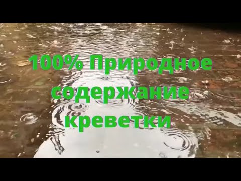 Видео: Природное содержание креветки Макробрахиум Розенберга