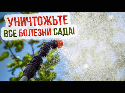 Видео: Осенняя обработка деревьев от вредителей и болезней с Евгением Силягиным. Как обработать сад осенью?