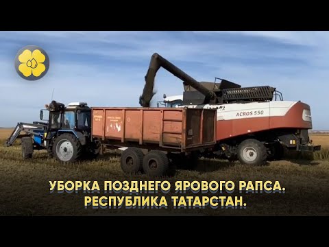 Видео: Уборка позднего ярового рапса. Республика Татарстан.