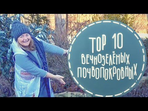 Видео: ☘️ТОП 10 вечнозелёных почвопокровных растений🍀Сад без сорняков🍀Удачные сочетания ☘️декабрь 22