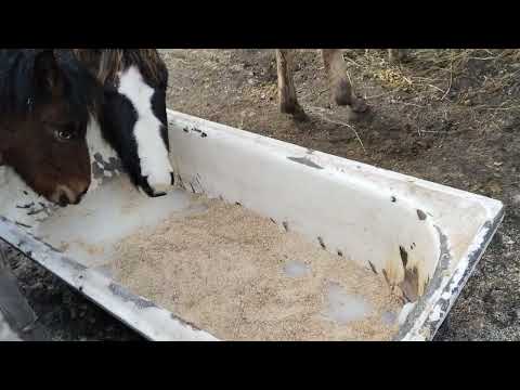 Видео: Жабағыға қалай жем жеуді үйретеміз?Как научить Жеребят есть дробленку?#жылқы #коневодство #ауылым