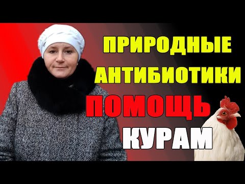 Видео: Природные антибиотики. Помощь курам в холодное время года.