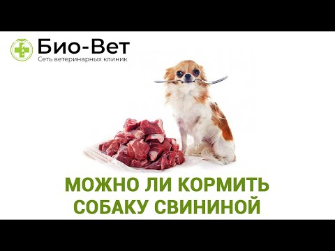 Видео: Собака и Свинина 🥩// Можно ли Кормить Собаку Свининой // ВЕТКЛИНИКИ БИО-ВЕТ