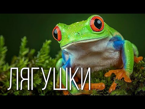 Видео: Лягушка: Бесхвостая Амфибия | Интересные факты про лягушек