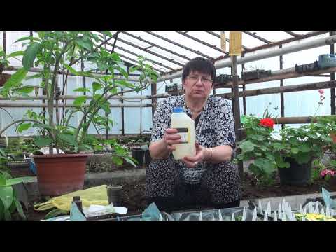 Видео: Томаты 2018.Весна