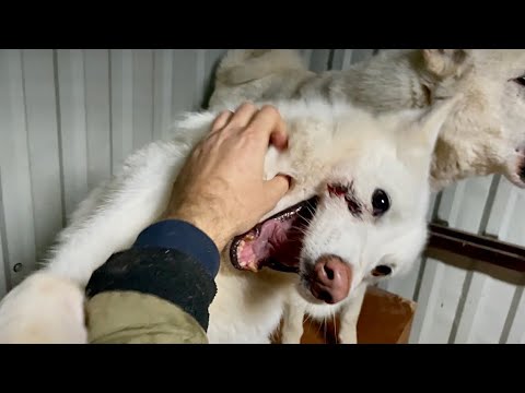 Видео: Собака УЛЫБАКА, Волэнд Куба при вязке получила травму.