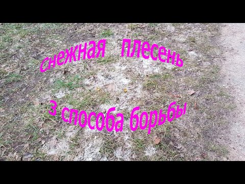 Видео: Газон умирает: снежная плесень! Сделай ЭТО и спаси его!