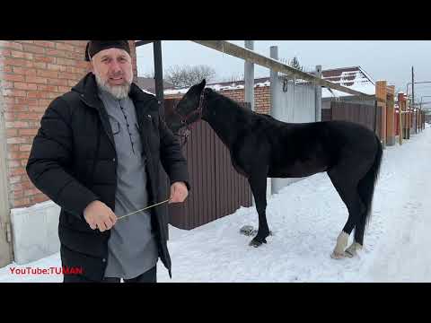Видео: Заявка на Осмотр Жеребца из Кабардина Балкарии Англо-Карачаевская