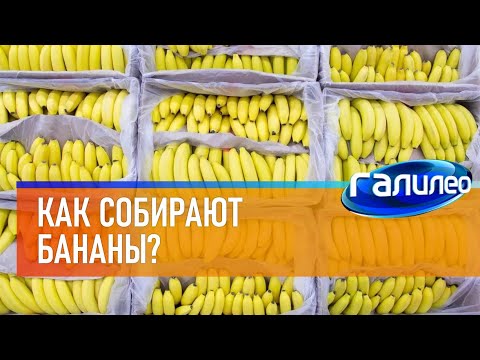 Видео: Галилео 🍌 Как собирают бананы?
