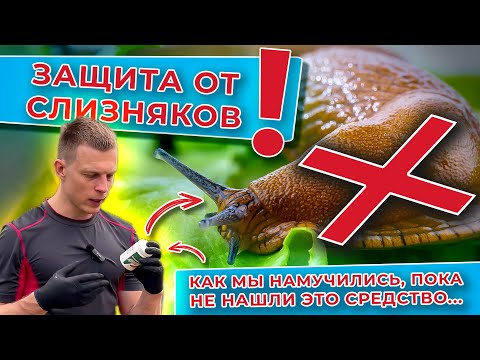 Видео: Как мы намучались со слизняками, пока не нашли это средство 😤. Защита от слизняков