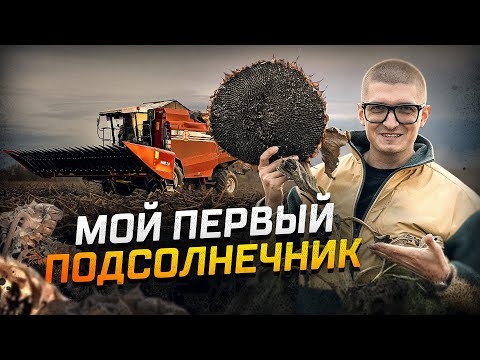 Видео: КОНЕЦ УБОРОЧНОЙ 2025! Убираем Подсолнечник. Как это было?